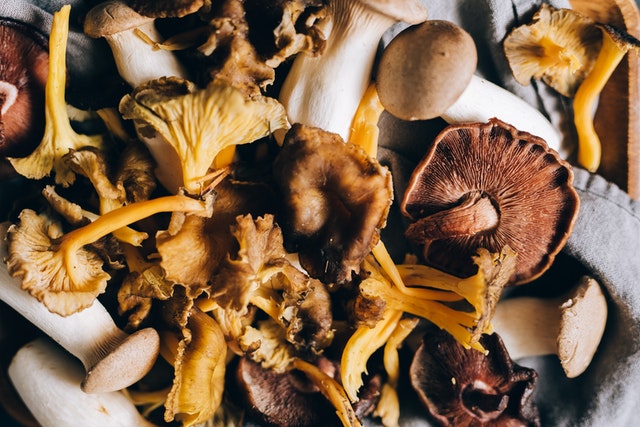 Mushrooms Provide Protein