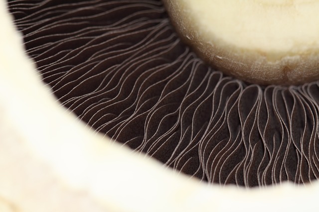 Benefits of Fungi Consumption - Part 1