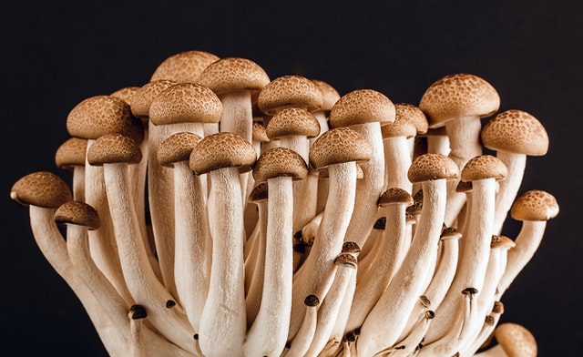 Mushrooms Provide Fiber